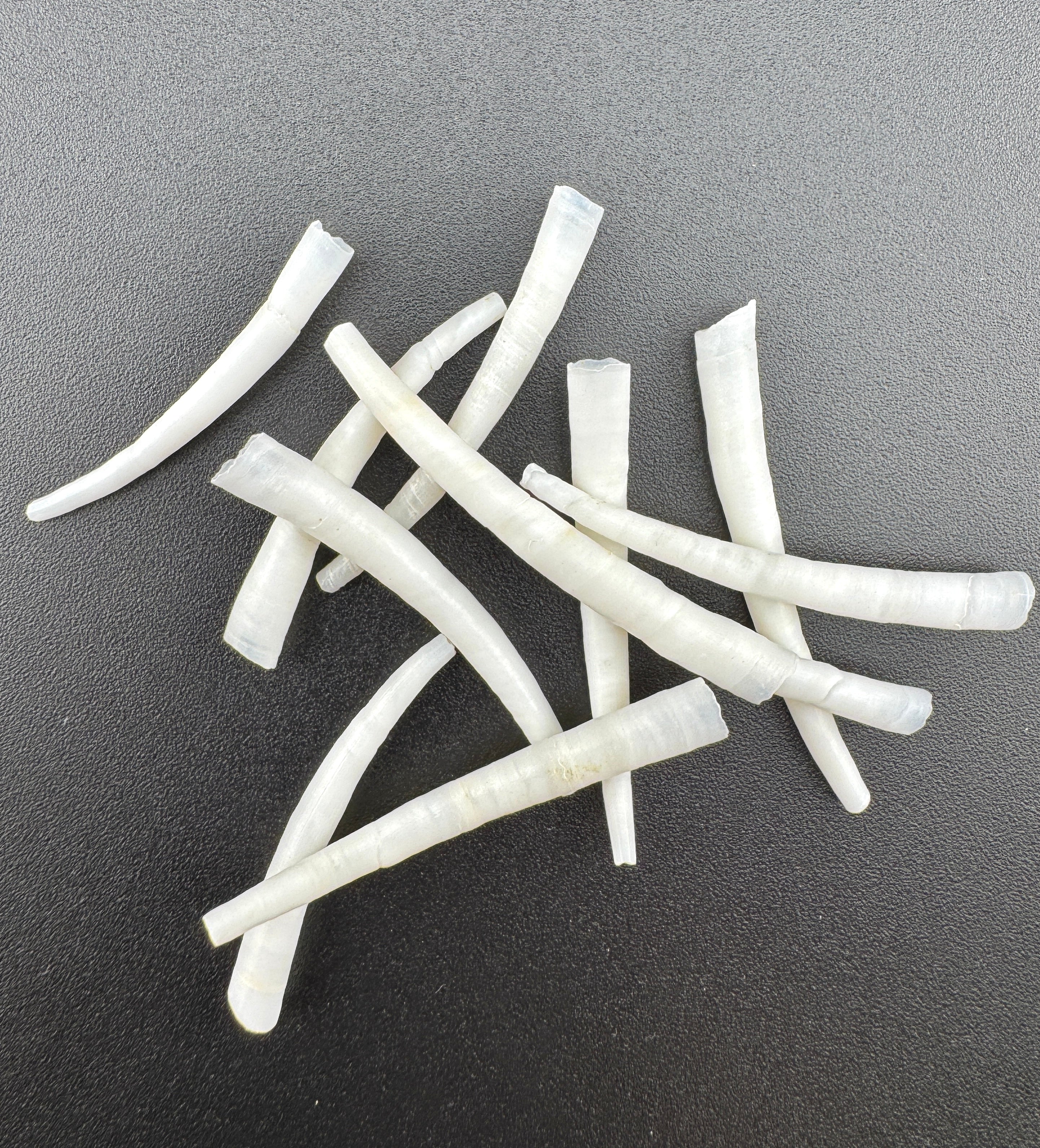 Assorted Dentillium Shells – Natural Tube Shells for Jewelry, Regalia, and Beadwork