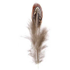 Pheasant Feather Natural