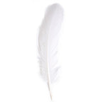 Turkey Quill 12in White