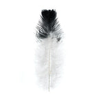 Marabou Feathers 4-6in Wht/Black