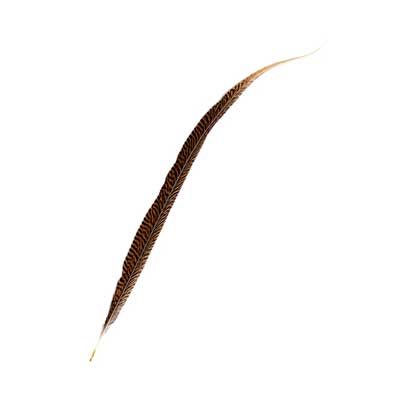 Gold Pheasant Feather Natural 24in