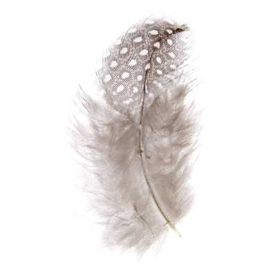 Guinea Fowl Plumes