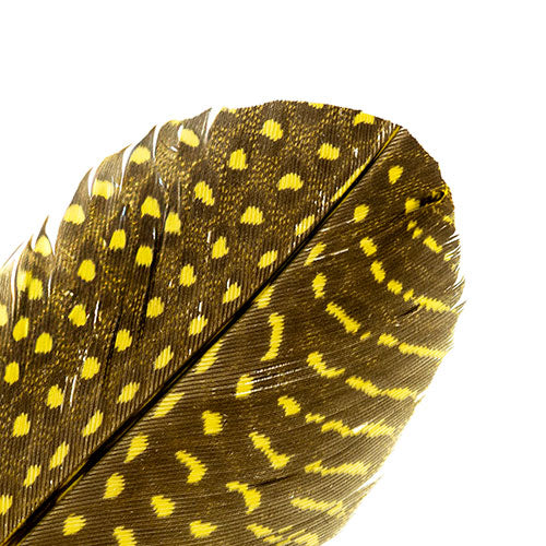 Guinea Fowl Quill 6-9in Yellow