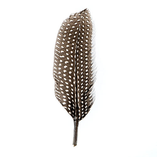 Guinea Fowl Quill 6-9in White
