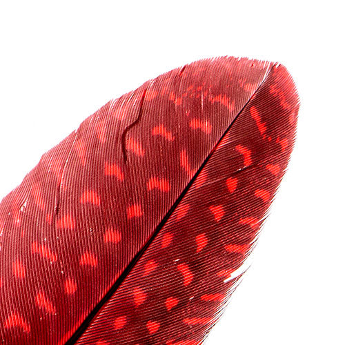 Guinea Fowl Quill 6-9in Red
