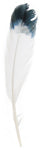 Imitation Eagle Feather 12in Wht/Blk