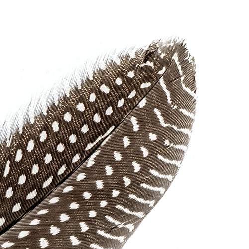 Guinea Fowl Quill 6-9in White