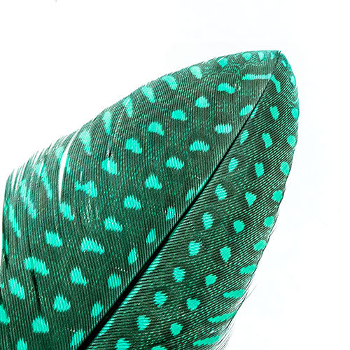 Guinea Fowl Quill 6-9in Green