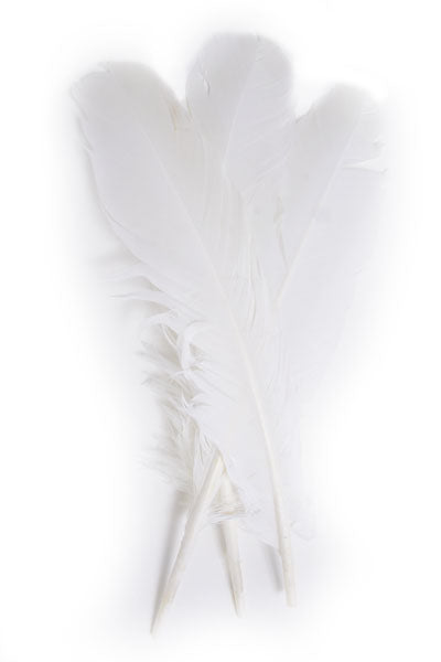 Turkey Quill 12in White