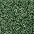 Miyuki Seed Bead 15/0 apx 22g Frosted Glazed/ Rainbow Green Pine Matte AB
